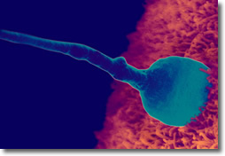 Sperm and egg fertilization