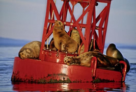Sea lions resting on an ocean buoy