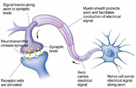 How a neuron works